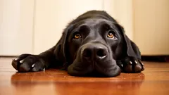 10 rzeczy, które mogą stresować Twojego psa – i jak tego uniknąć