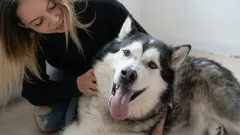 Gdzie głaskać psa, aby sprawić mu największą przyjemność?