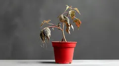 Domowy trik, który ożywi umierające rośliny – 3 składniki, które na pewno masz w domu